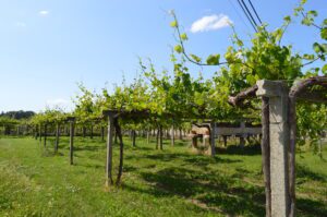 Se vende 2 casas con nave viñego