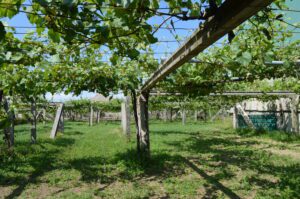 Se vende 2 casas con nave viña grande