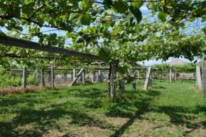 Se vende 2 casas con nave con viña