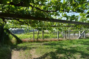 Se vende 2 casas con nave viña